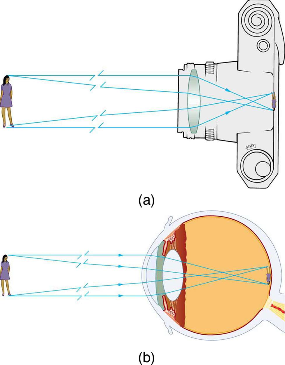 Source: https://cnx.org/contents/WPust2k9@12.1:GSmvj4q5@5/Image-Formation-by-Lenses